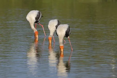 Painted stork Foto stock