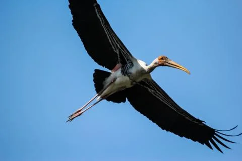 Painted stork on sky Stock Photos
