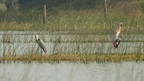 Painted Stork Standing and Grey Heronin Standing Wetland Grassland at Gujara Stock Footage 339884776