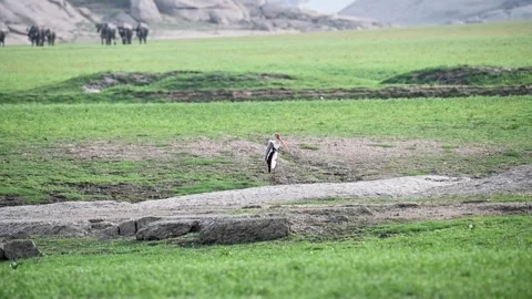 Painted stork standing still while a powerful wind blows in Jawai national park Stock Footage 280112603