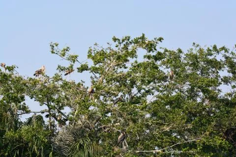 Painted stork on a tree Stock Photos