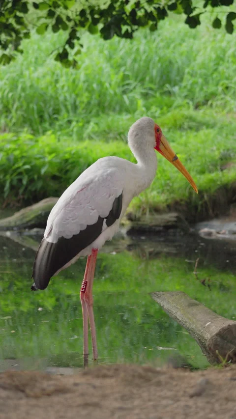 Painted Stork Turning Head Beside Reflective Pond Stock Footage 344372453