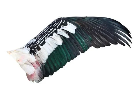 Painted Stork Wings Stock Photos