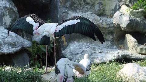 Painted stork2 Stock Footage 118719963