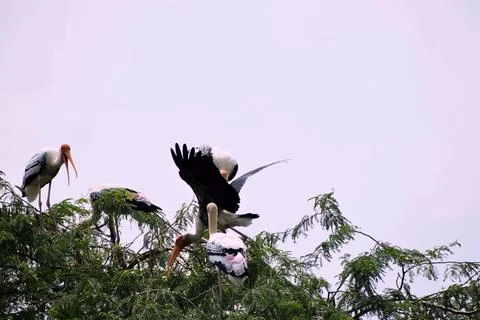 Painted storks and dark bird sharing a treetop Stock Photos