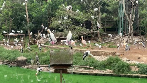 Painted Storks and Egrets in Zoo Aviary Habitat Stock Footage 337983496