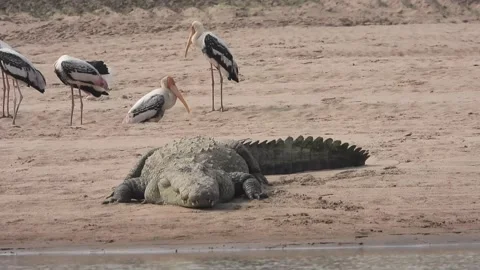 Painted Storks and Indian Marsh Crocodile Stock Footage 154189333