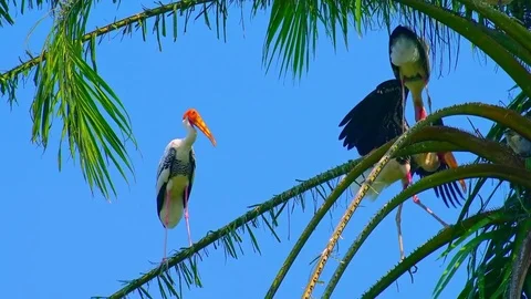 Painted storks chilling in shadow of palm leaves against blue sky Stock Footage 75770111