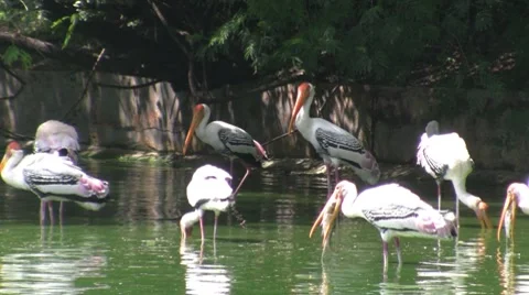 Painted Storks Stock Footage 8788863