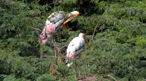 Painted Storks Stock Footage 24620247