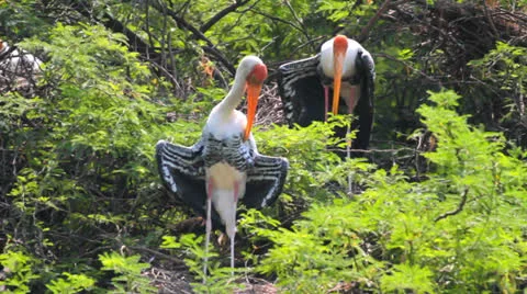 Painted Storks Stock Footage 24620302
