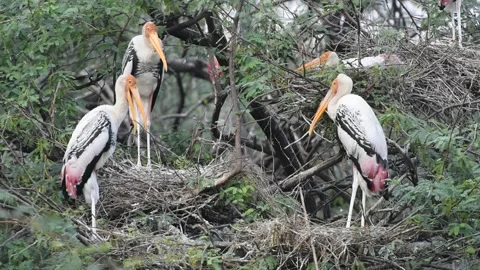 Painted storks Stock Footage 165379087