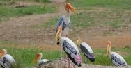 Painted Storks Gather In Groups. Breeding Season In Yala National Park Sri Lanka Stock Footage