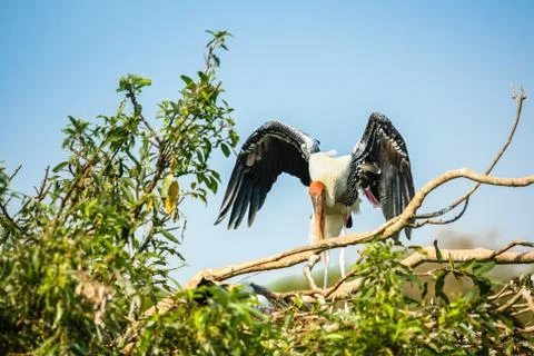 Painted Stork's Nest Foto stock