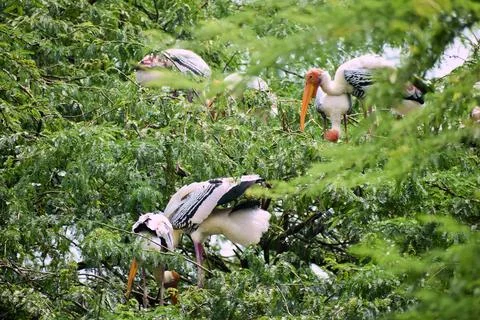 Painted storks nesting in leafy treetops Stock Photos