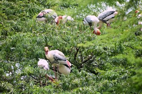 Painted storks nesting in leafy treetops Stock Photos