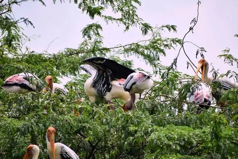 Painted storks nesting in leafy treetops Stock Photos