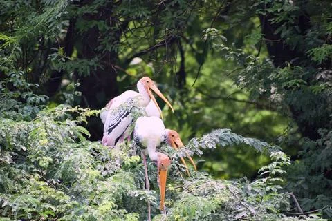 Painted storks perched together in green trees Stock Photos