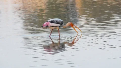 Painted storks with perfect reflection in water walking Stock Footage 70152681