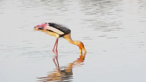 Painted storks with perfect reflection in water walking Stock Footage 70153198