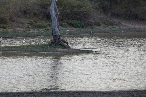 Painted storks Stock Photos