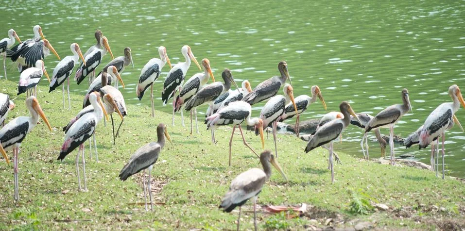 Painted storks Stock Photos