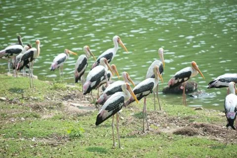Painted storks Stock Photos
