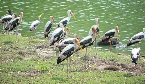 Painted storks Stock Photos