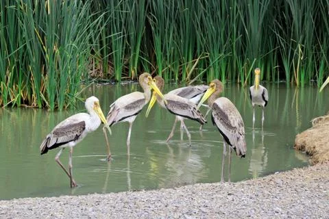 Painted storks Foto stock