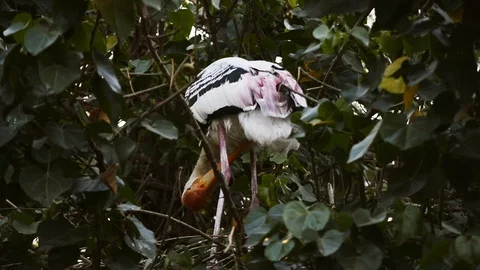 Painted Storks preparing nest on tree Stock Footage 102712982