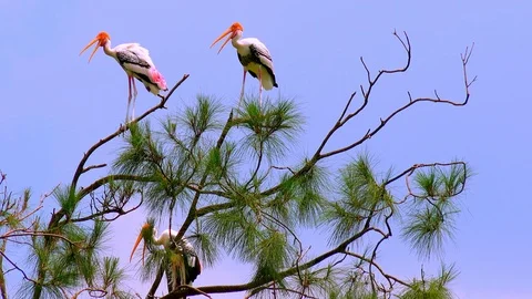 Painted storks resting on top of pine-tree observing landscape on a summer day Video stock 112760094