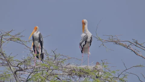 Painted Storks Resting on Tree Branches in Nature. Vídeos de archivo 339072774