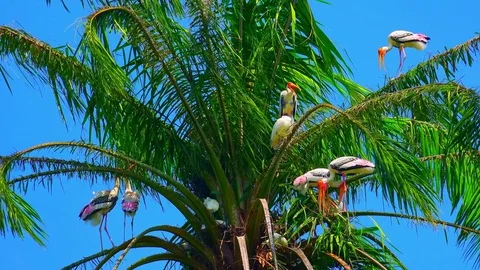 Painted storks in shadow of palm leaves on clear sunny day Stock-Footage 72925689