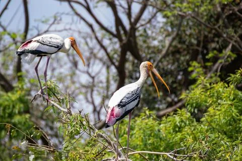 A painted storks sitting on a branch of a tree Stock Photos