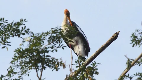 Painted Storks sitting on the tree Stock Footage 114049958