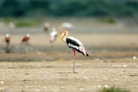 Painted stroke Fotos de archivo