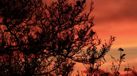 Painted sunset sky behind tree branches Vídeos de archivo 47112774