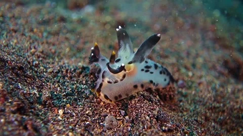 Painted Thecacera ( Pikachu ) crawls quickly across black volcanic sand. Stock Footage 136720218