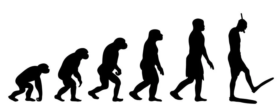 Painted theory of evolution of woman. Vector silhouette of homo sapiens. Symb Stock Illustration