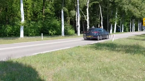 Painted tree trunks, whitewashing, roadside Stock Footage 335693947