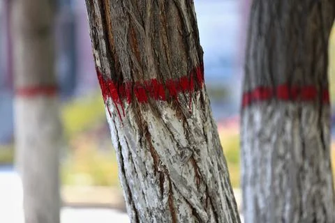Painted trunks of weeping willow trees in Ganquan Park. Zhangye-Gansu-CN Stock Photos