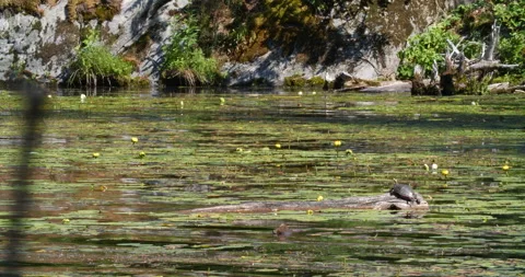 Painted Turltes on a log 스톡 동영상 277420048