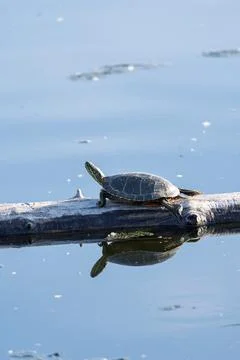 Painted Turtle Basking on log in Calm Blue Water with reflection Stock Photos