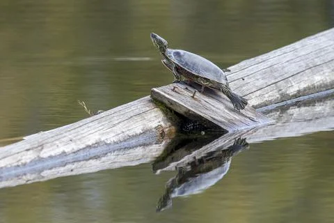 Painted turtle basking on a log. Stock Photos