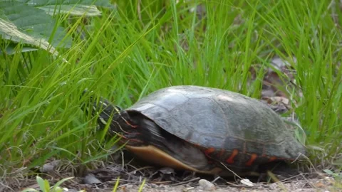 Painted Turtle Basking Quietly in Tall Grass Under Warm Daylight Stock Footage 325631768