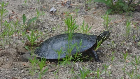 Painted Turtle Begins Digging Nest Chamber in Sand Stock Footage 325634306