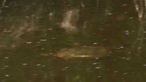 Painted Turtle breathing at surface then diving in creek Northern Wisconsin Stock Footage 232204136