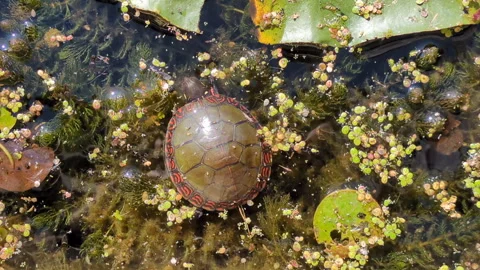 A painted turtle (Chrysemys picta) in a marsh Video stock 320023628