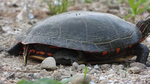Painted Turtle Close Up Crawling Over Warm Sandy Ground, Shell Patterns Vivid Stock Footage 325634814