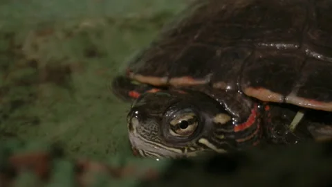 Painted turtle close up macro face Stock Footage 167972980